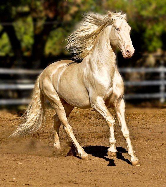 Cremello Lusitano Stallion